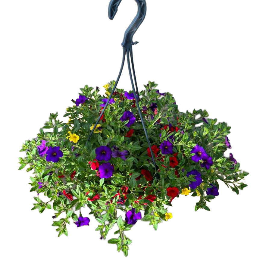 Calibrachoa cultivars karneval trio