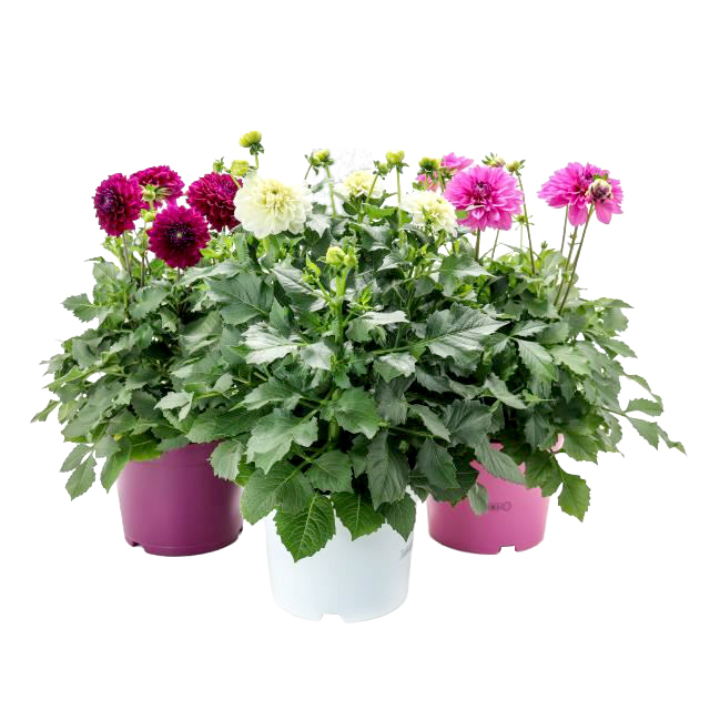Dahlia hybrida