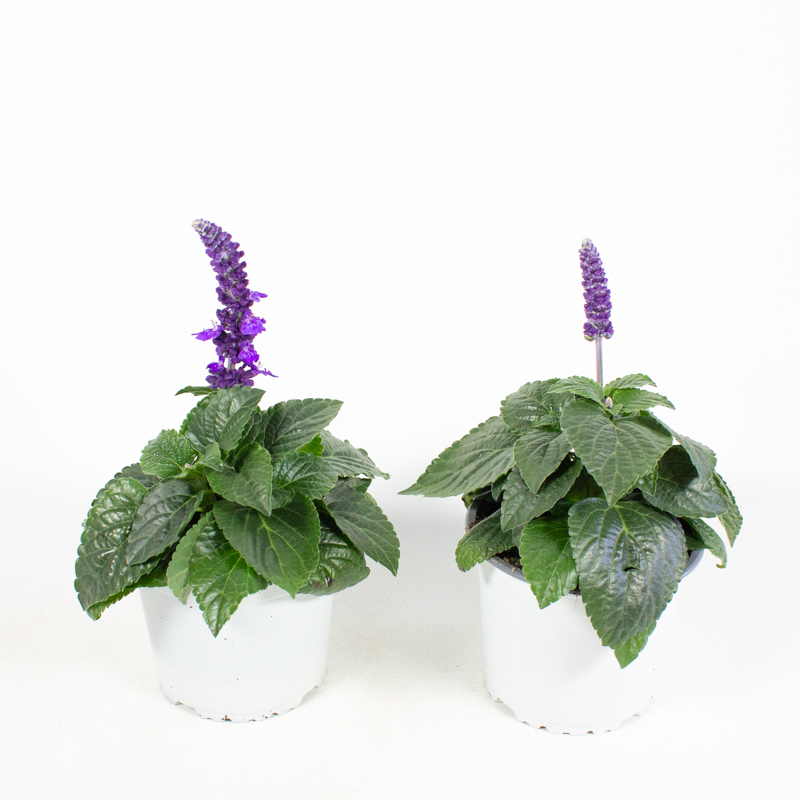 Salvia farinacea mysty blue