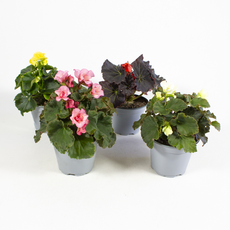 Begonia elatior