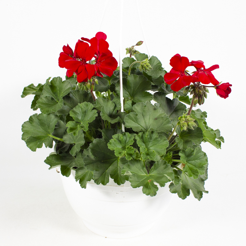 Pelargonium interspecific sarita dark