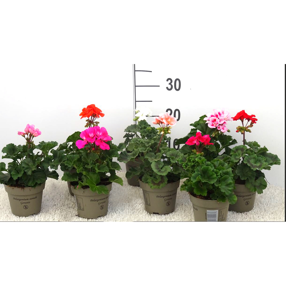 Pelargonium zonale toscana