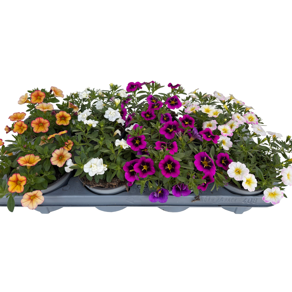 Calibrachoa