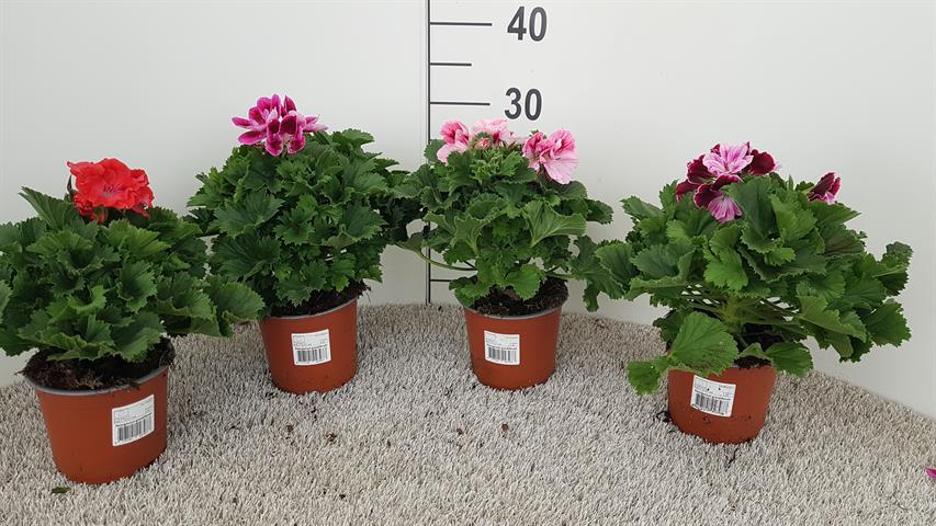 pelargonium