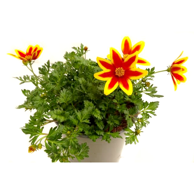Bidens ferulifolia tiger bee