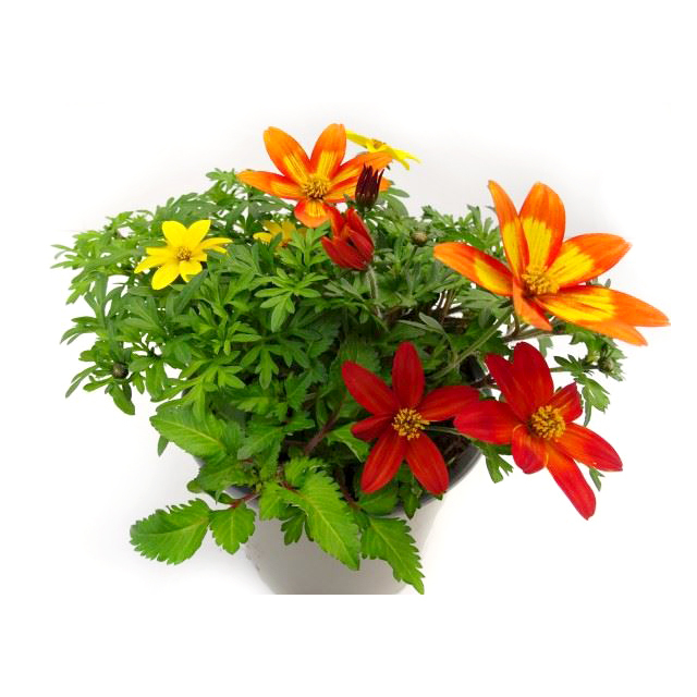 Bidens ferulifolia trio