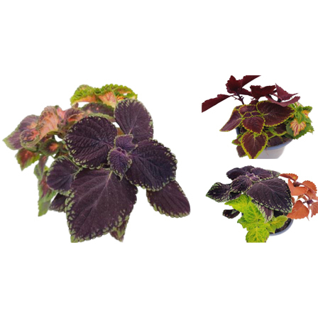 Coleus trafalgar square trio