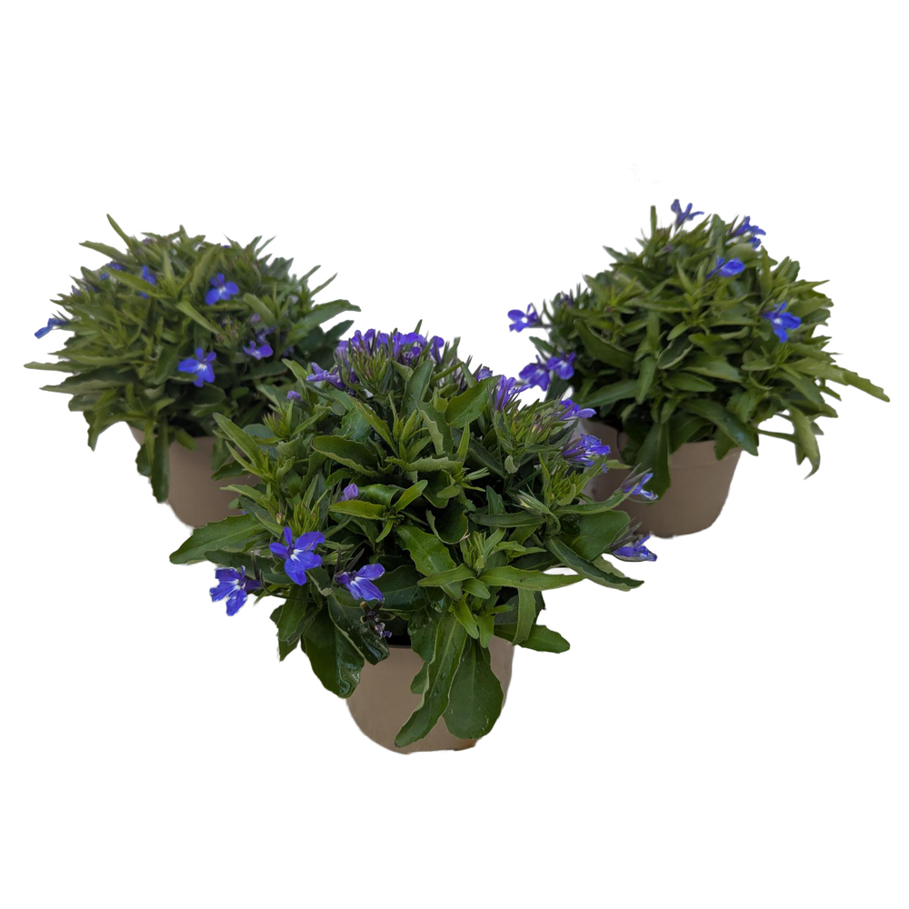lobelia erinus