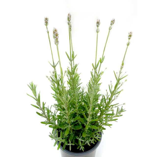 Lavandula angustifolia white scent