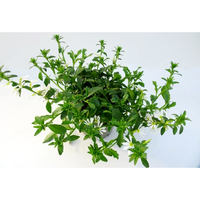 Scaevola white