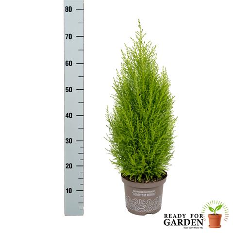 cupressus