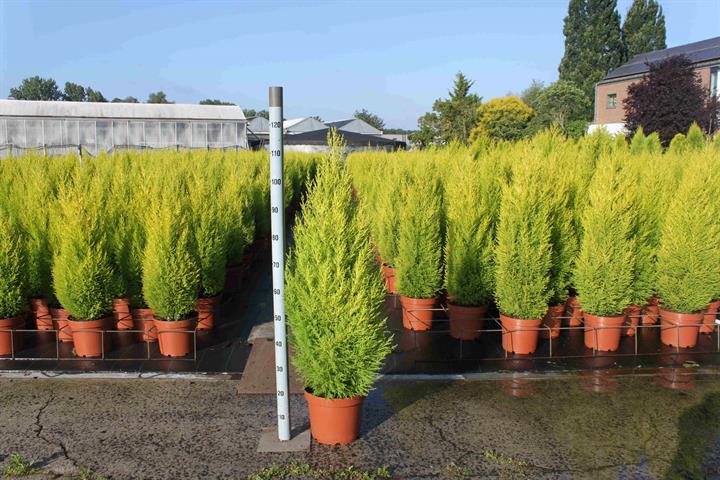cupressus