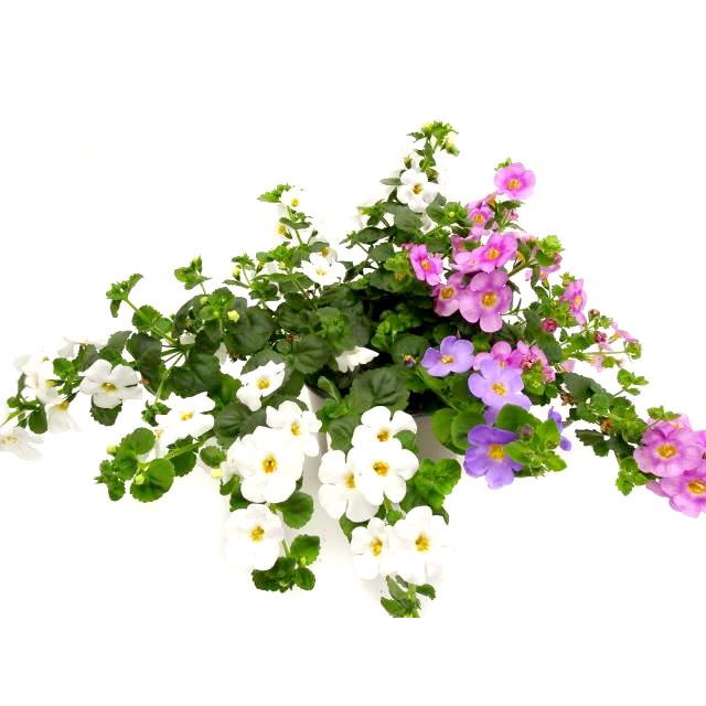 Sutera diffusa bacopa mio everest trio
