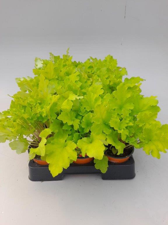 heuchera