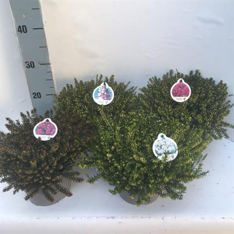Erica carnea