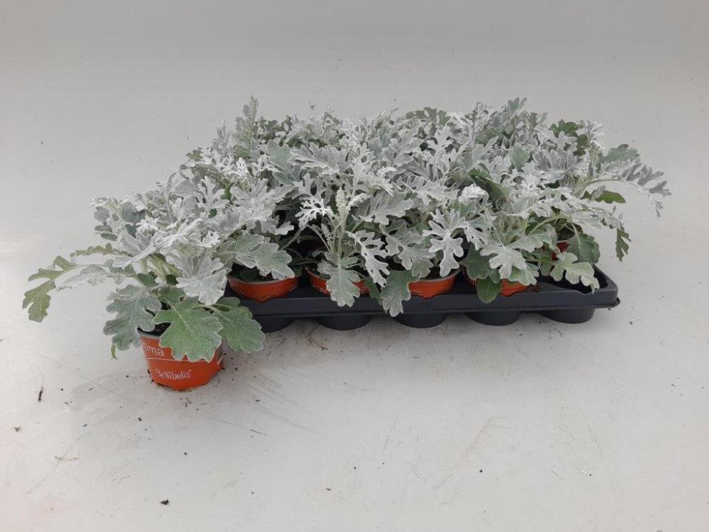 Senecio - cineraria