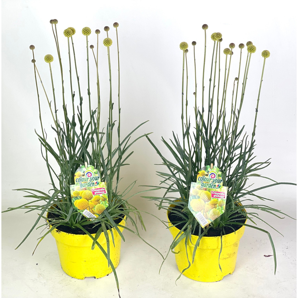 Craspedia globosa golf beauty