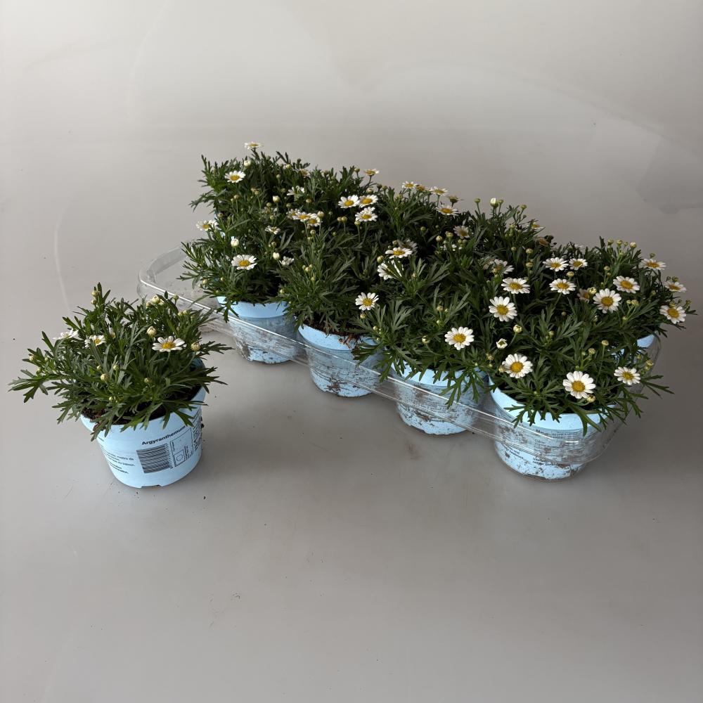 Argyranthemum frut.  (anthemis)