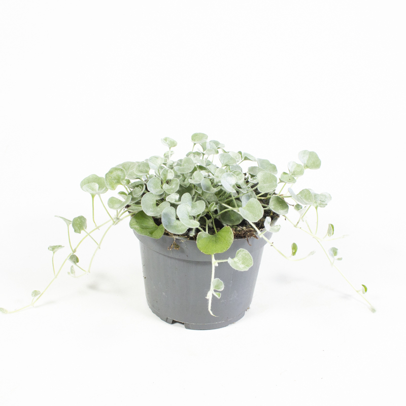 dichondra argenta silver falls