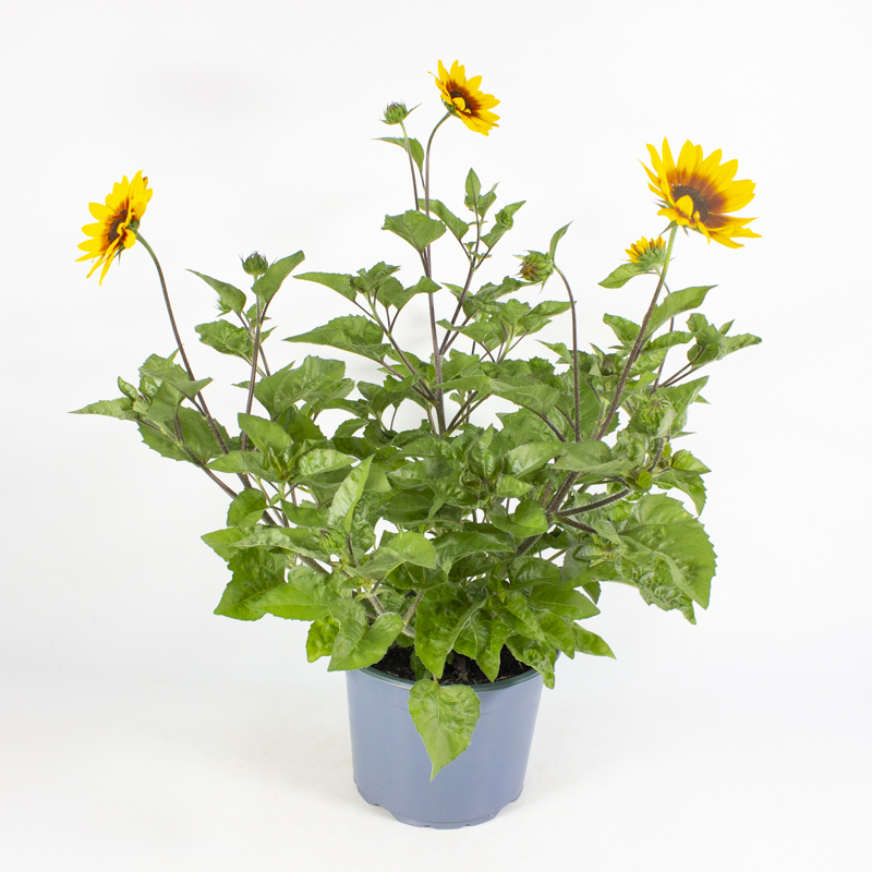 Helianthus annuus sunbelievable