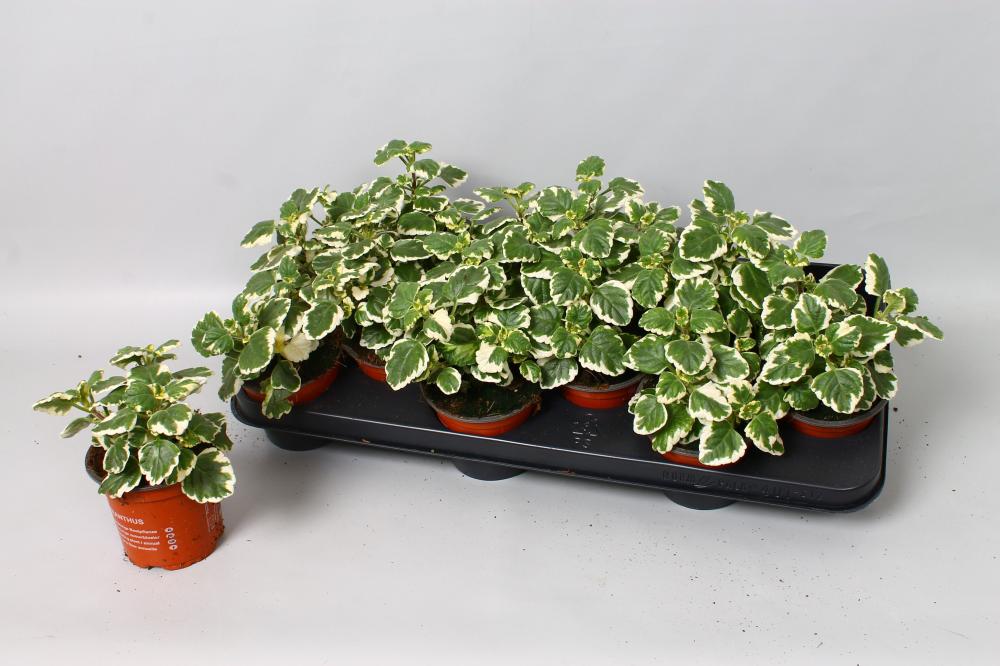 Plectrantus