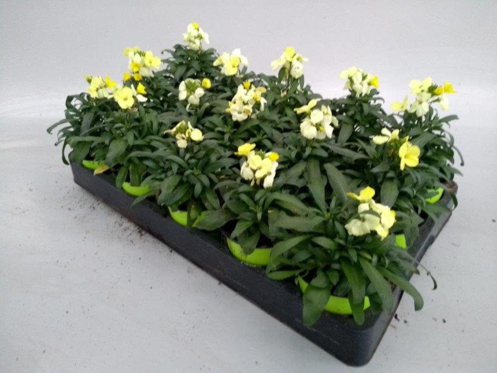Cheiranthus