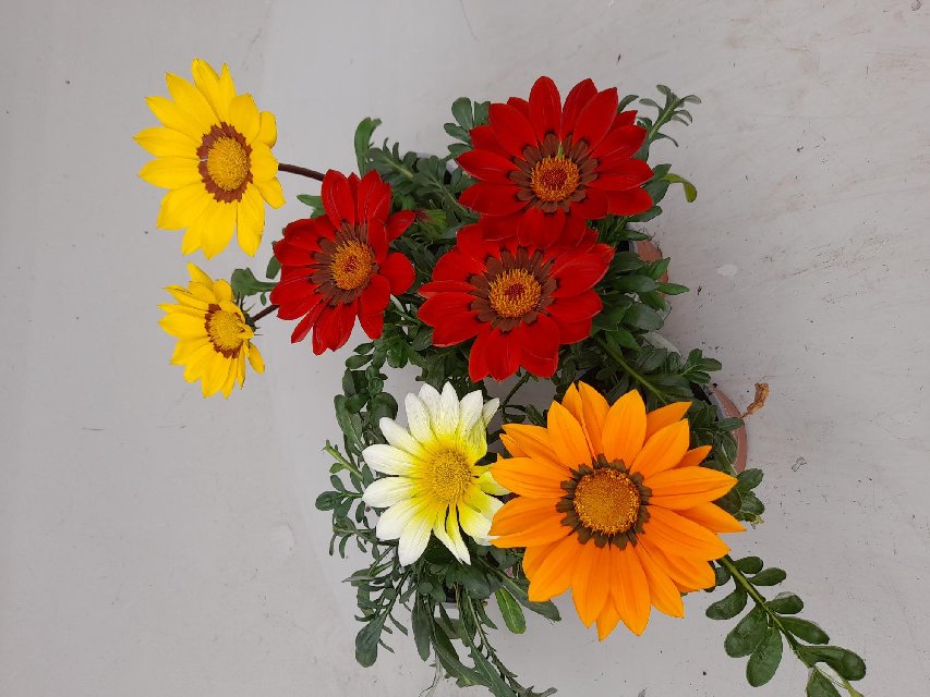 Gazania