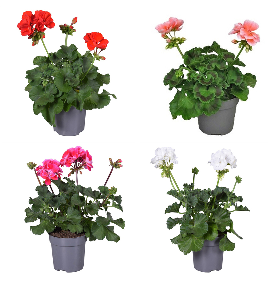 Pelargonium zonale