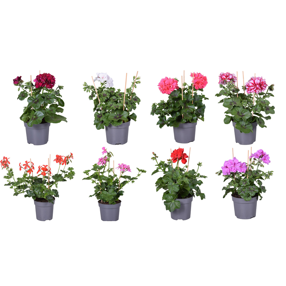 Pelargonium peltatum