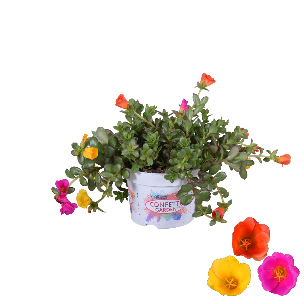 Portulaca umbraticola trio