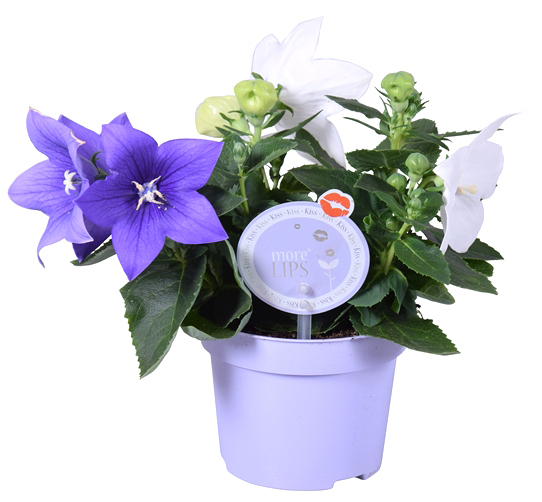 Platycodon grandiflora twin