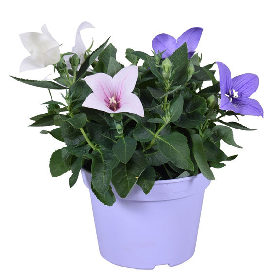 Platycodon grandiflora trio