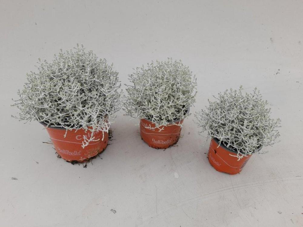 calocephalus-leucophyta