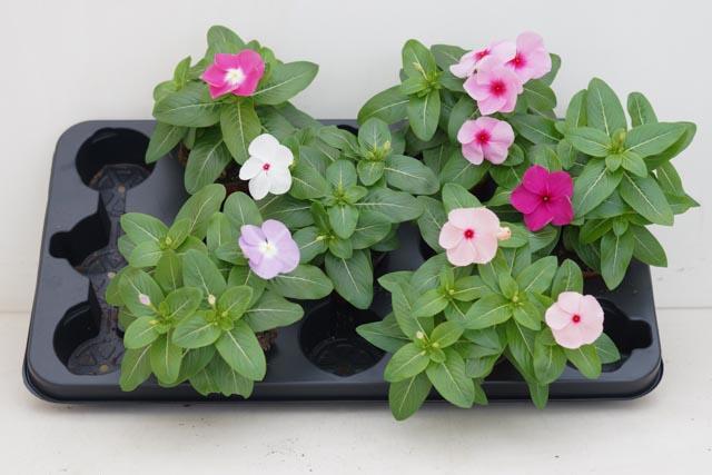 Catharanthus