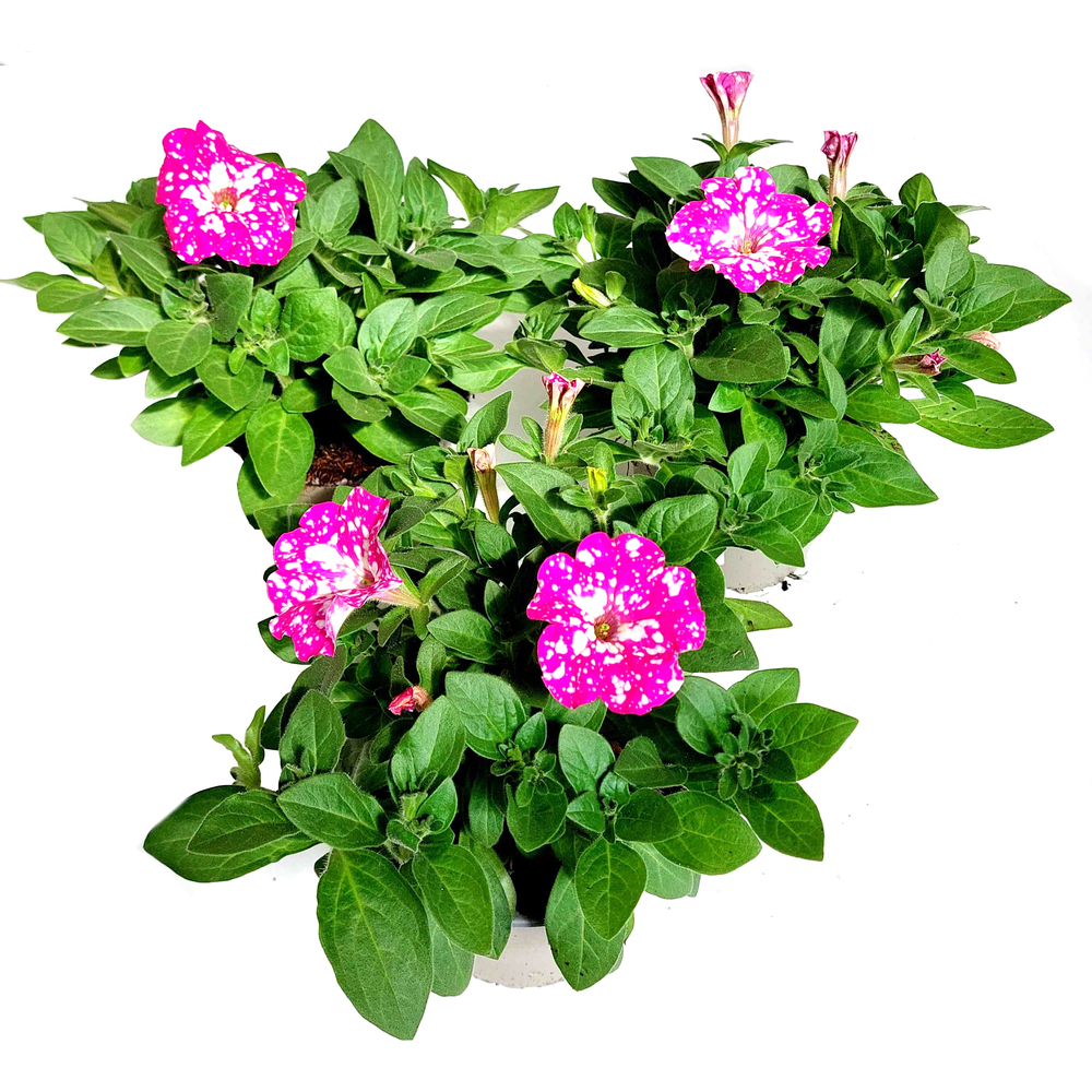 Petunia baby doll
