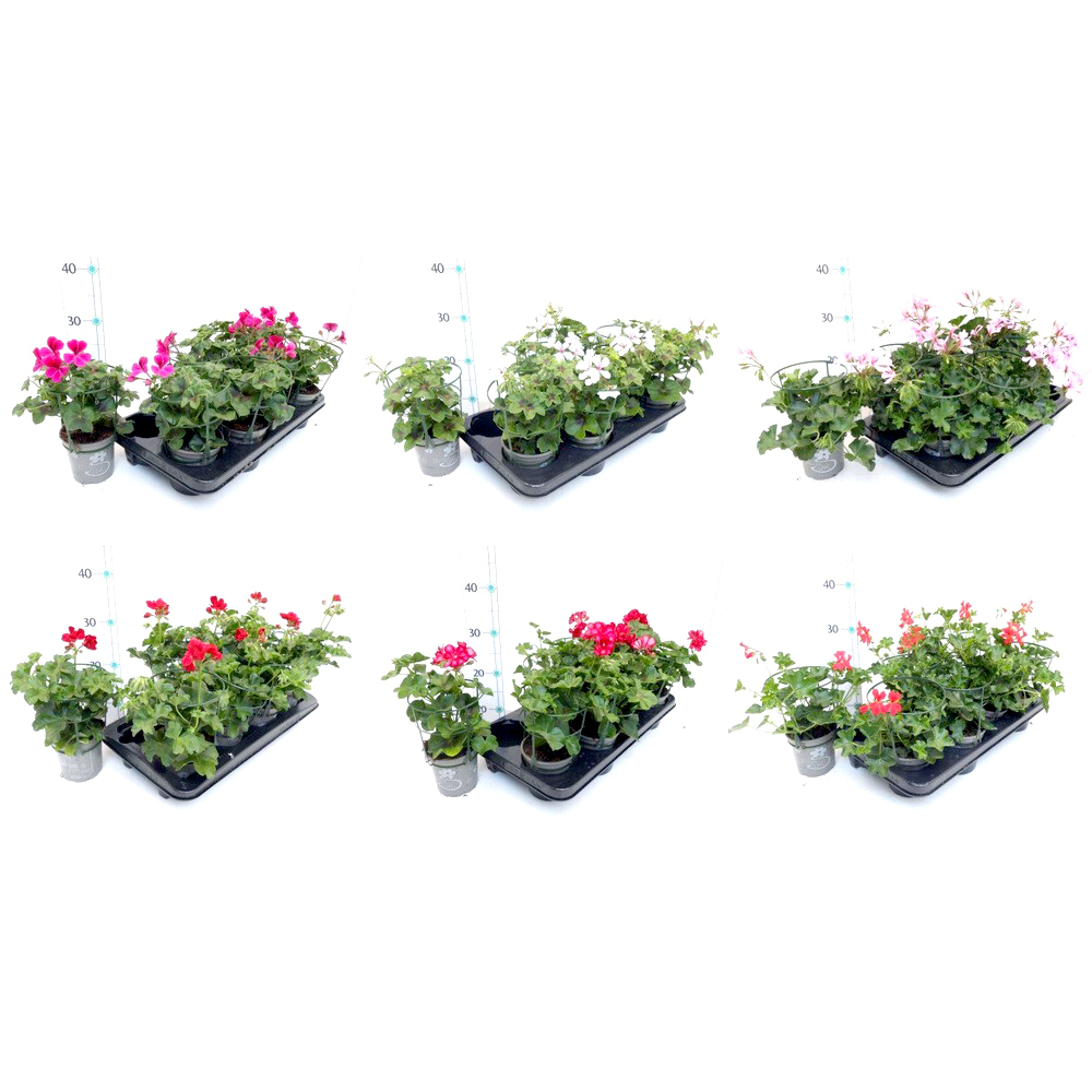 Pelargonium peltatum