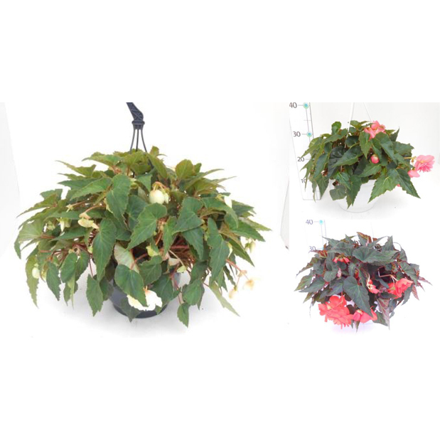 Begonia