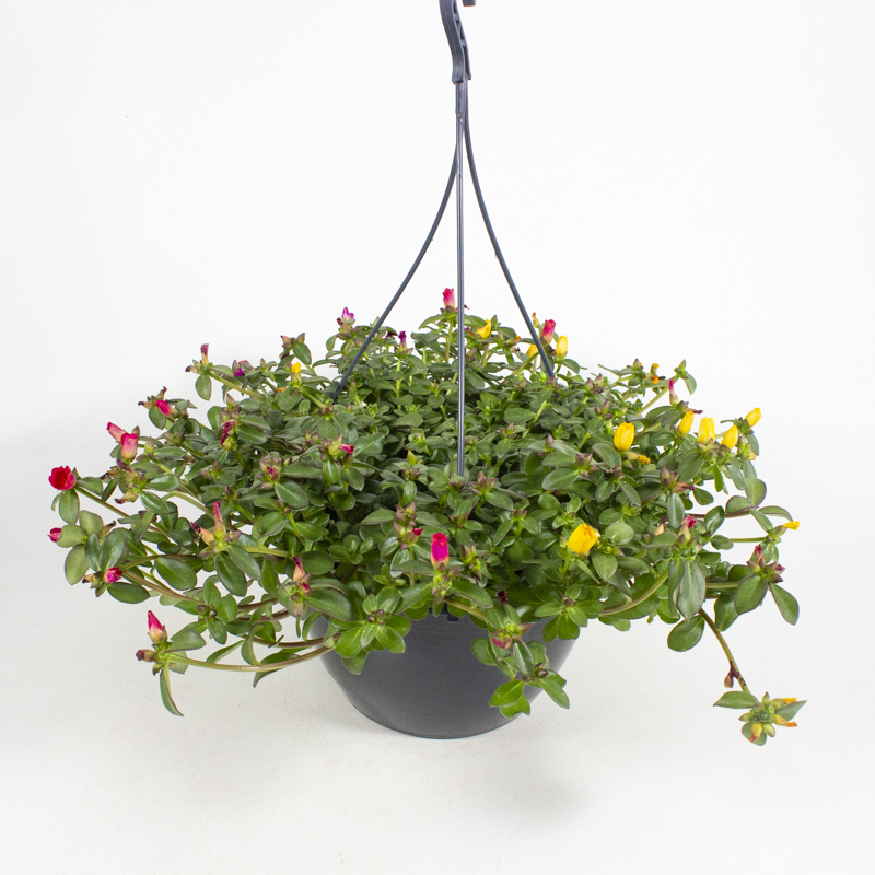 Portulaca