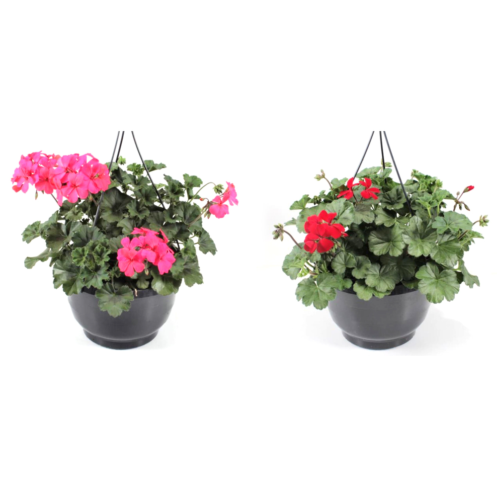 pelargonium calliope