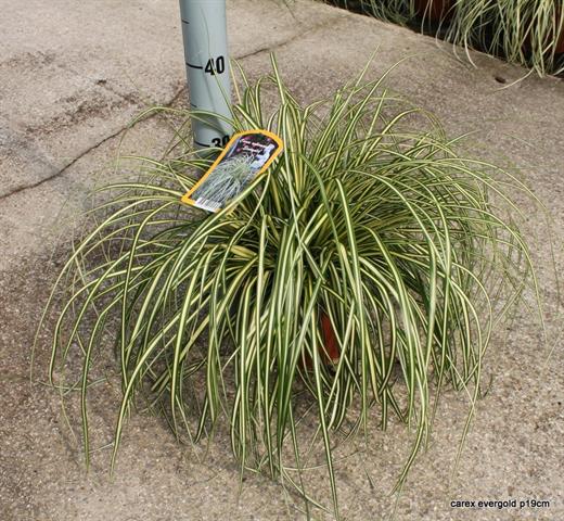 Carex