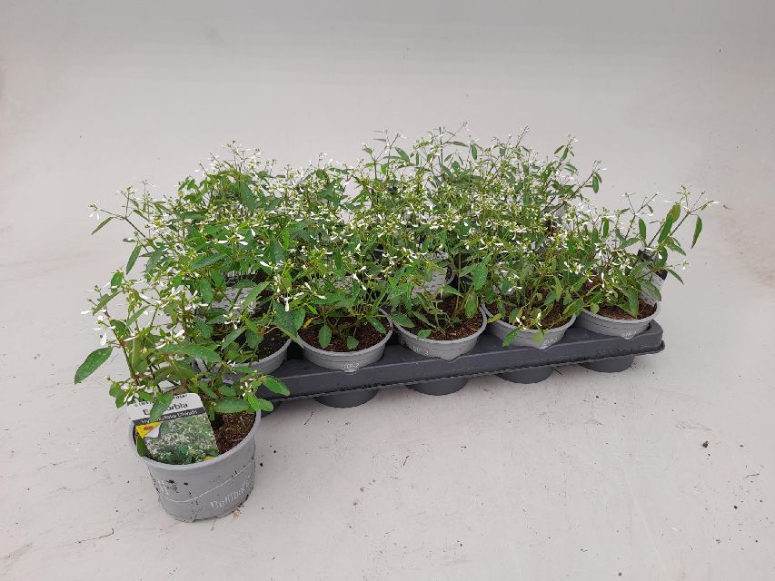 Euphorbia
