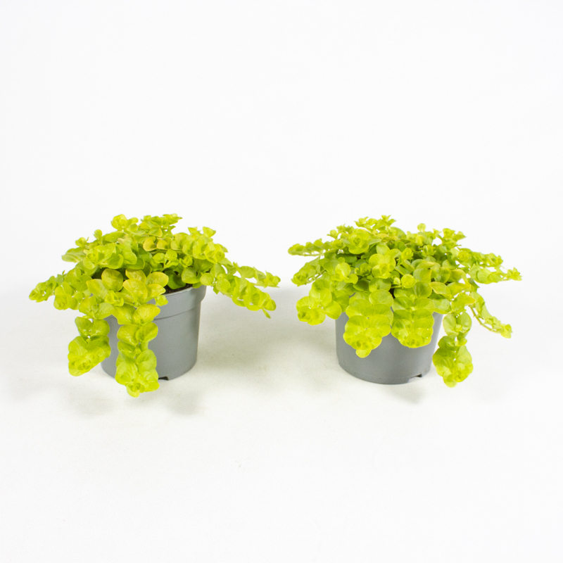 Lysimachia nummularia goldlocks
