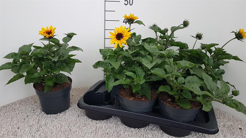 Helianthus