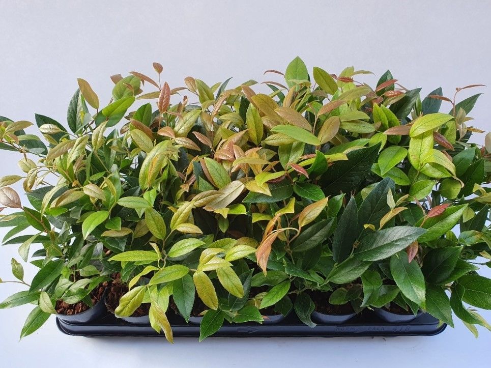 Leucothoe