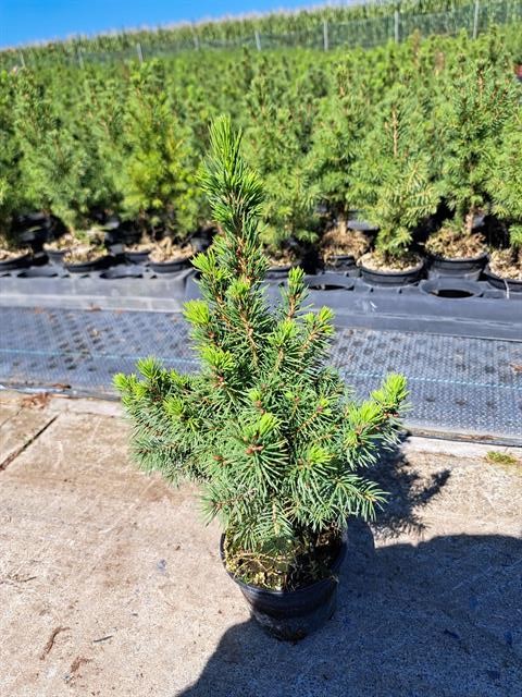 picea