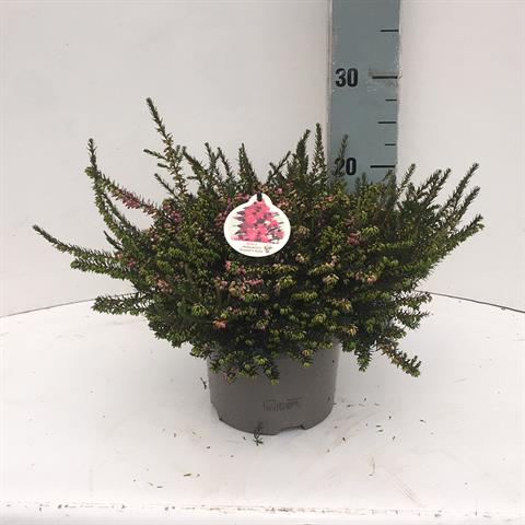 erica darleyensis