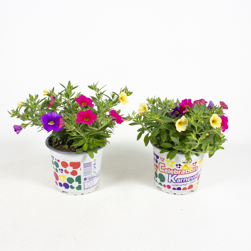 Calibrachoa cultivars karneval