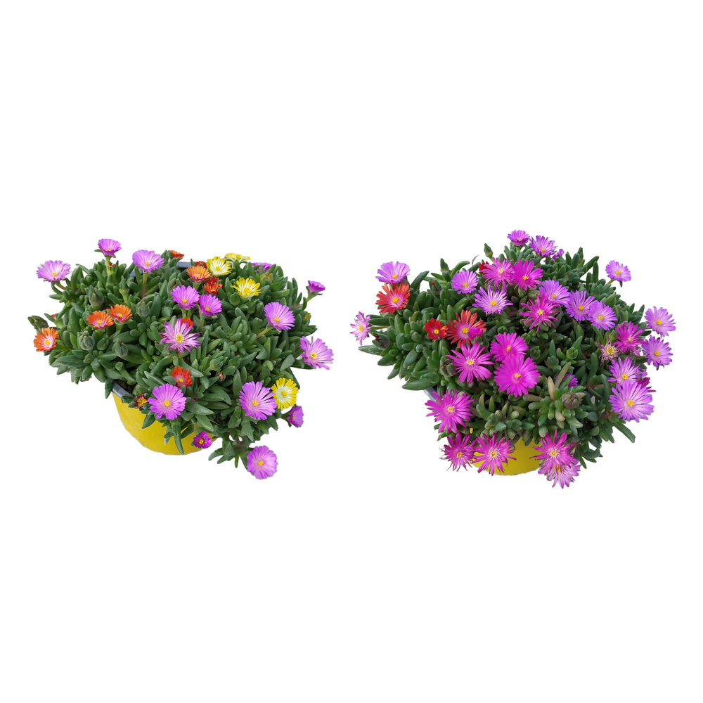 Delosperma cooperi trio