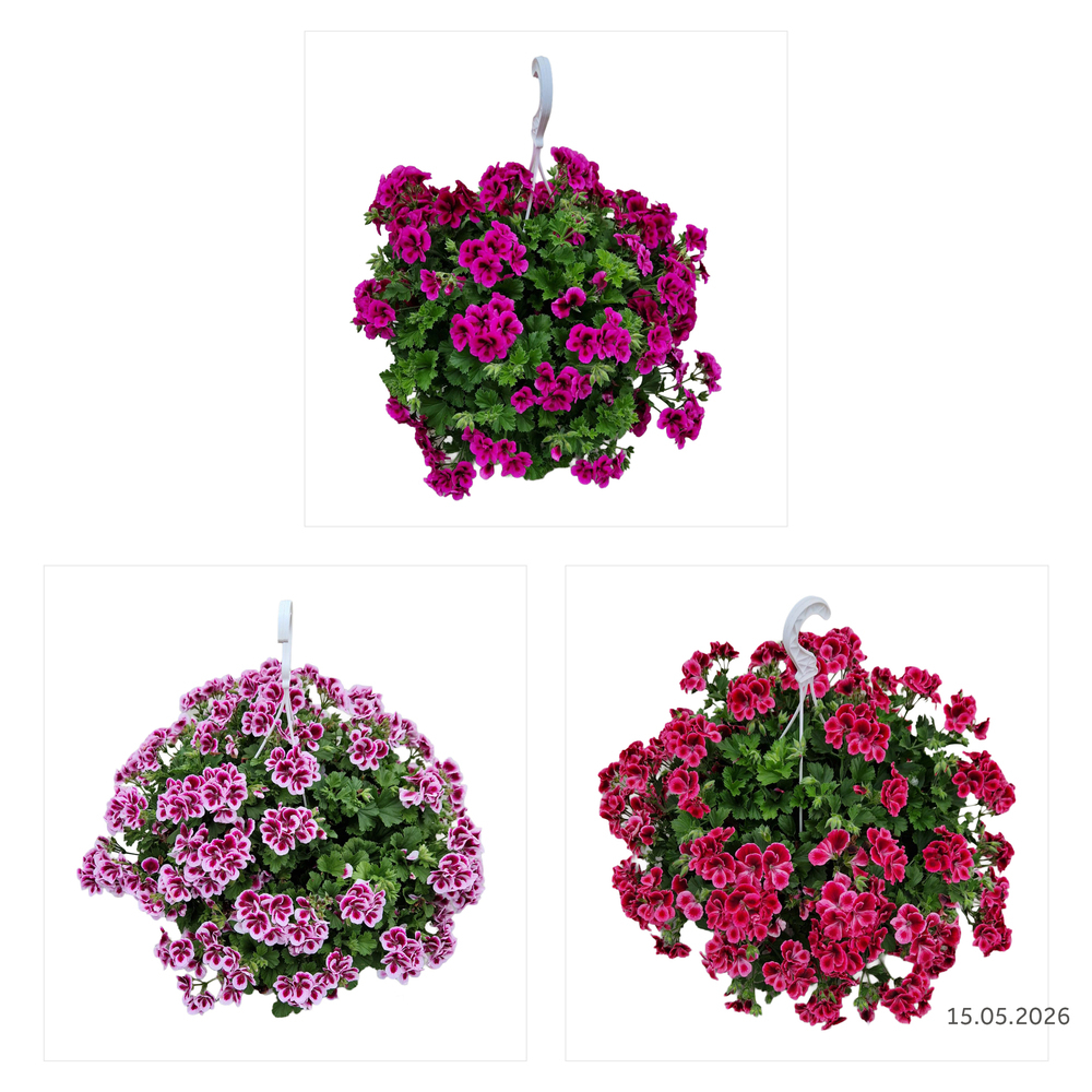 Pelargonium grandiflorum candy flowers