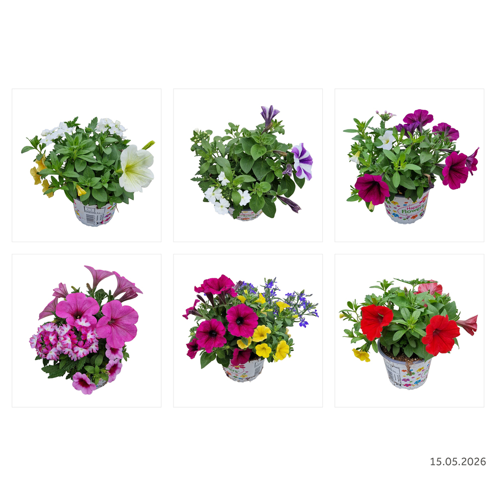 Beetpflanzen confetti trixi happy flowers